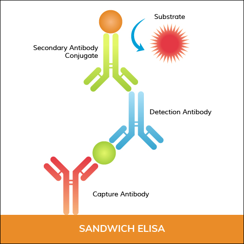 Sandwich ELISA